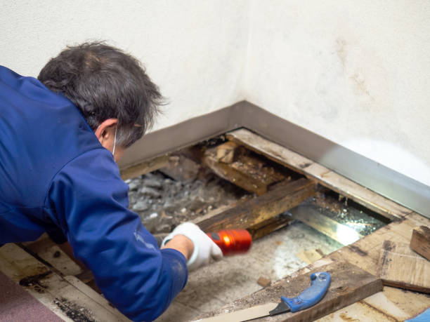 Best Residential Mold Removal  in Buhl, ID