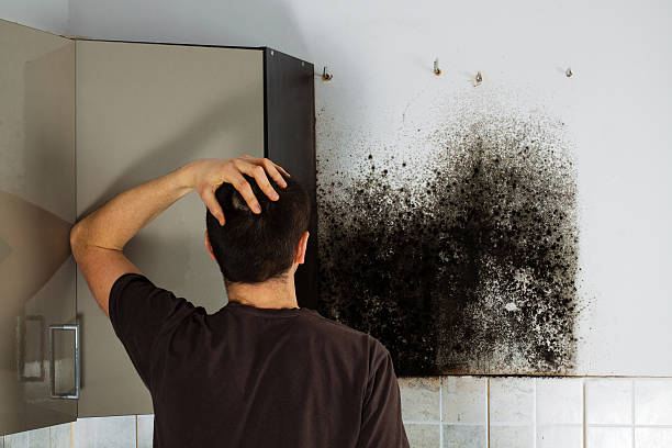 Best Certified Mold Removal  in Buhl, ID
